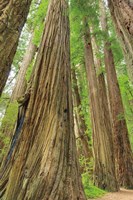 Redwoods Forest III Framed Print