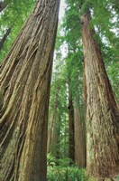 Redwoods Forest II Fine Art Print