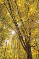 Autumn Forest II Fine Art Print