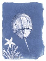 Coastal Sea Life VI Framed Print