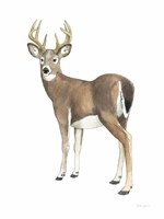 Wilderness Collection Deer II Fine Art Print