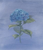 Blue Hydrangea IV Fine Art Print