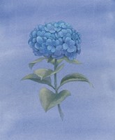 Blue Hydrangea III Fine Art Print