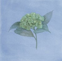 Blue Hydrangea II Fine Art Print