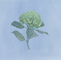 Blue Hydrangea I Framed Print