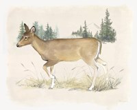 Wilderness Collection Deer Framed Print