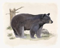 Wilderness Collection Bear Fine Art Print