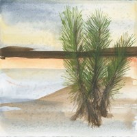 Desert Yucca Framed Print