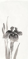 Japanese Iris III Fine Art Print