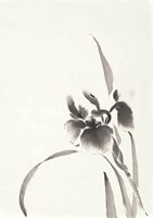 Japanese Iris I Fine Art Print