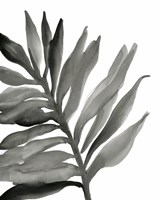 Tropical Palm III BW Framed Print