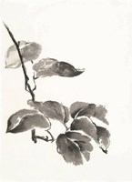Sumi Kiwi Fine Art Print