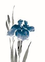 Japanese Iris III Crop Indigo Fine Art Print