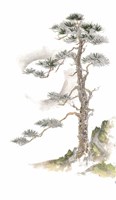 Moon Pine on White Fine Art Print