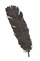 Black Feather V Fine Art Print