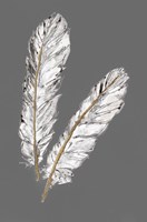 Gold Feathers IV on Grey Fine Art Print