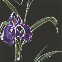 Iris on Black II Fine Art Print