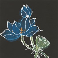Lotus on Black VII Fine Art Print