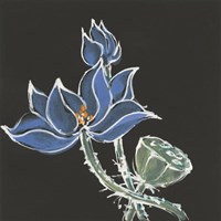 Lotus on Black VI Fine Art Print