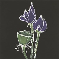 Lotus on Black II Framed Print