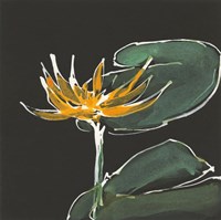 Lily on Black I Fine Art Print