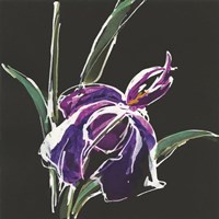 Iris on Black III Fine Art Print