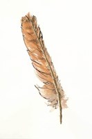 Gold Feathers II Fine Art Print
