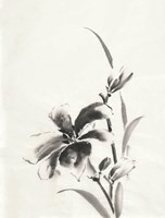 Sumi Daylily IV Fine Art Print