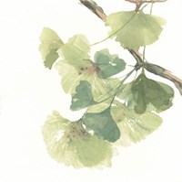 Gingko Leaves II on White Fine Art Print