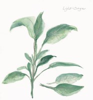 Sage II Fine Art Print