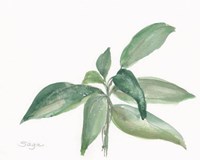 Sage I Fine Art Print