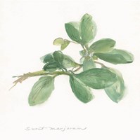 Sweet Marjoram Fine Art Print