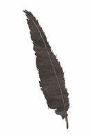 Black Feather VI Framed Print