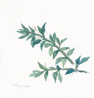 Thyme II Fine Art Print