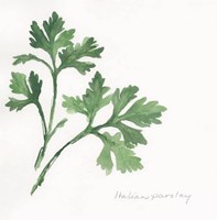 Italian Parsley II Fine Art Print