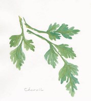 Chervil Fine Art Print