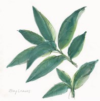 Bay Leaf Fine Art Print