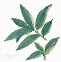 Bay Leaf Framed Print