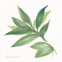 Laurel Bay Framed Print