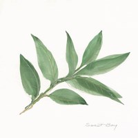 Sweet Bay II Framed Print