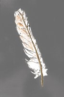 Gold Feathers II on Grey Fine Art Print