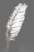 Gold Feathers VII on Grey Fine Art Print