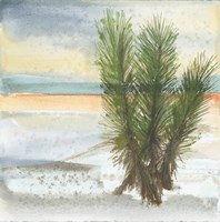 Desert Yucca Cool Fine Art Print