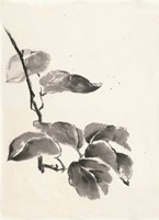 Sumi Kiwi Cream Fine Art Print