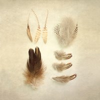 Feathers II Square Fine Art Print