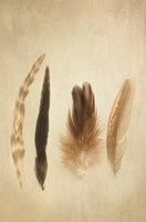 Feathers I Fine Art Print