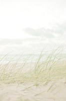 Beach Grass I Fine Art Print