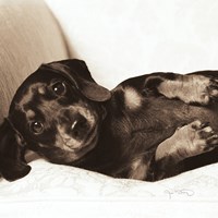Dachshund Diva Crop Fine Art Print