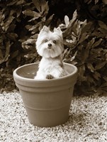 In the Garden Fine Art Print