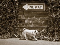 Which Way Fine Art Print